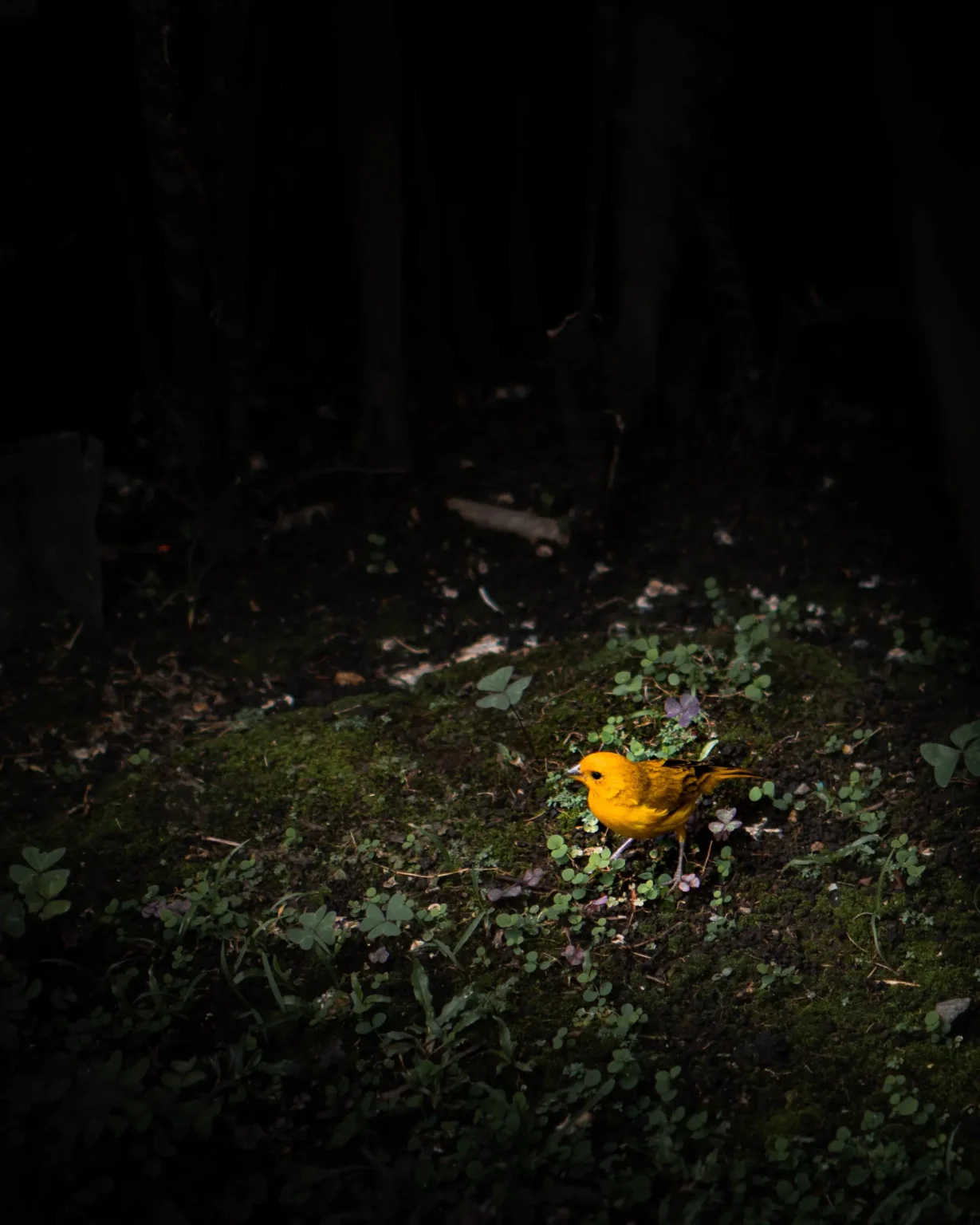 Pájaro en Medellín